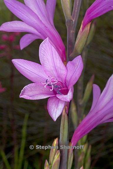 watsonia borbonica ssp ardernei 1 graphic